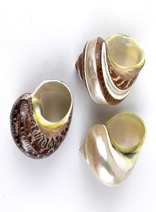 Worlds 3PC Large Mix Hermit Crab Shells&Turbo Shells 2"-2-3/4"Inch - Image 2